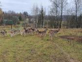 Danieliai.parduodame Danielius, gyvus arba mėsai. - nuotraukos Nr. 3