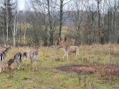Danieliai.parduodame Danielius, gyvus arba mėsai. - nuotraukos Nr. 4