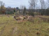 Danieliai.parduodame Danielius, gyvus arba mėsai. - nuotraukos Nr. 5
