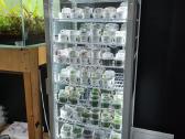 In-vitro augalai akvariumams