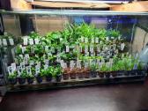 In-vitro augalai akvariumams - nuotraukos Nr. 3