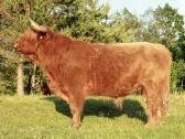 Highland Cattle Fam Visnapuu - nuotraukos Nr. 3