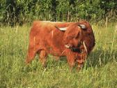 Highland Cattle Fam Visnapuu - nuotraukos Nr. 5