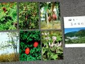 Atvirukai japoniški (12) Gėlės, botanika, Expo-90