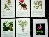 Atvirukai japoniški (12) Gėlės, botanika, Expo-90 - nuotraukos Nr. 3