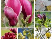 Magnolijos
