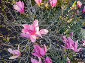 Magnolijos - nuotraukos Nr. 5
