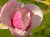 Magnolijos - nuotraukos Nr. 4