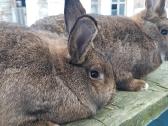 Belgų milžinai,vokiečių drugeliai, vienos pilkieji - nuotraukos Nr. 38