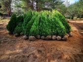 Smaragdines tujos gyvatvorėms 1.80cm, 18€ - nuotraukos Nr. 4