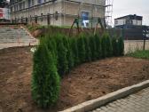 Tujos Smaragd Geriausia kaina ir kokybe Vilnius - nuotraukos Nr. 2