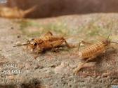 Gyvi, šaldyti ir džiovinti svirpliai–gyvas maistas - nuotraukos Nr. 2