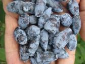 Obelų, kriaušių, slyvų ir kt sodinukai urmu -6 eur - nuotraukos Nr. 12