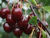 Obelų, kriaušių, slyvų ir kt sodinukai urmu -6 eur