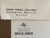 Prieškario vokas - nuotraukos Nr. 2
