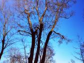 Arboristų paslaugos, medžių pjovimas, genėjimas - nuotraukos Nr. 6