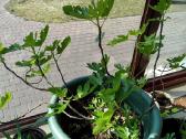 Figmedžiai (Fig Trees) pavasario akcija! - nuotraukos Nr. 2