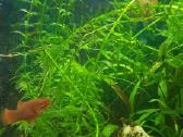 Parduodu augalus - nuotraukos Nr. 2