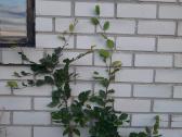 Skroblai, bukai, pušys, ligustras,gudobelės - nuotraukos Nr. 18