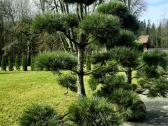 Pušies bonsai - nuotraukos Nr. 5