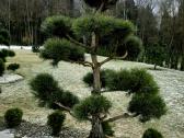 Pušies bonsai - nuotraukos Nr. 6