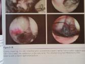 Knyga "Small Animal Ear Diseases" - nuotraukos Nr. 2