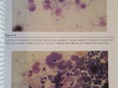 Knyga "Small Animal Ear Diseases" - nuotraukos Nr. 3