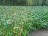 Aviečių, Braškių, Žemuogių, Gervuogių Daigai - nuotraukos Nr. 3