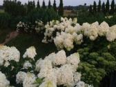 Medelynas: juodosios, kalninės pušys, rododendrai - nuotraukos Nr. 15