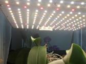 LED Lempa Bestva Pro Series 1000 100w Nauja! - nuotraukos Nr. 5
