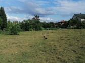 Žolės pjovimas, aeravimas. Medžių kirtimas, genėj - nuotraukos Nr. 6
