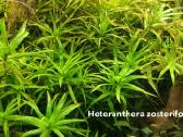 Heteranthera zosterifolia - nuotraukos Nr. 11