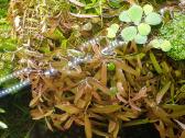 Hygrophila polysperma rosanervig - nuotraukos Nr. 3