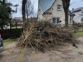 Sklypu Tvarkymas, šakų Išvž.medžiu pjovimas 24/7 - nuotraukos Nr. 17