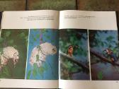 Grigaliūnas Girioje prie marių 1978 m puiki bukle - nuotraukos Nr. 7