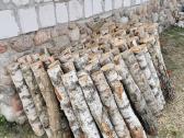 Shiitake grybų rąsteliai - nuotraukos Nr. 5