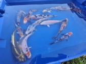 Koi karpis, mailius izuvinimui, zuvys izuvinimui