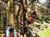 Arboristų paslaugos, medžių pjovimas, genėjimas - nuotraukos Nr. 3