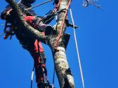 Arboristų paslaugos, medžių pjovimas, genėjimas - nuotraukos Nr. 5
