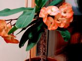 Kambarinė gėlė"euphorbia"