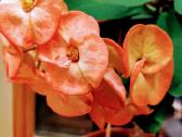 Kambarinė gėlė"euphorbia" - nuotraukos Nr. 2