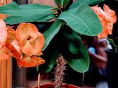 Kambarinė gėlė"euphorbia" - nuotraukos Nr. 3