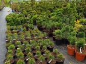 Dekoratyviniai Augalai.pusys.bonsai. - nuotraukos Nr. 18