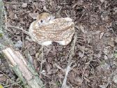Parduodami danieliai - nuotraukos Nr. 15