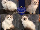 (Ragdoll /Skudurinukės) - nuotraukos Nr. 10