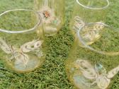 Stikliukai