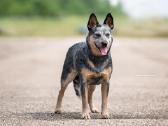 Australų Ganymo šuo / Australian Cattle dog - nuotraukos Nr. 2