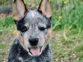 Australų Ganymo šuo / Australian Cattle dog - nuotraukos Nr. 3