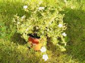 Tuju ispardavimas Smaragd 1.5-2m, krumai geles - nuotraukos Nr. 9