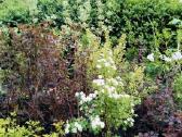 Tuju ispardavimas Smaragd 1.5-2m, krumai geles - nuotraukos Nr. 8